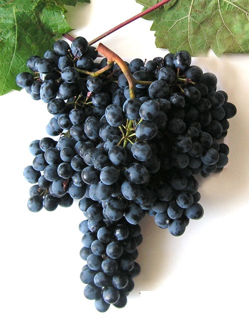 Красень - сорт винограда. описание. фото. - vinogradnik.com.kg