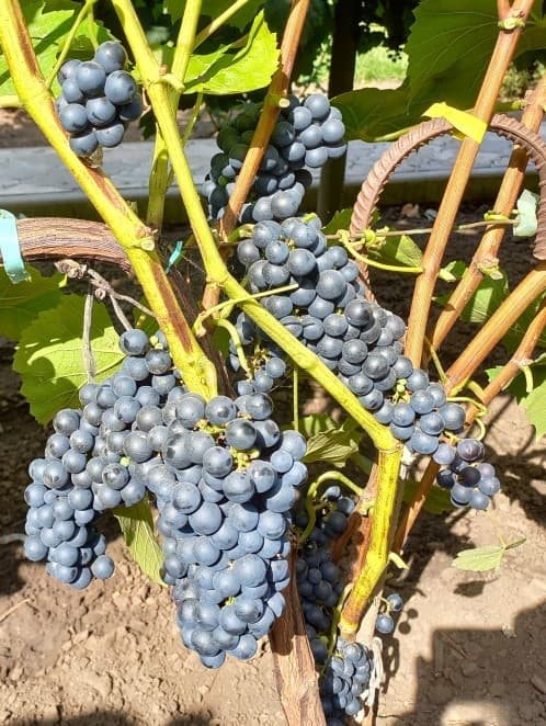 Сорта винограда - vinogradnik.com.kg