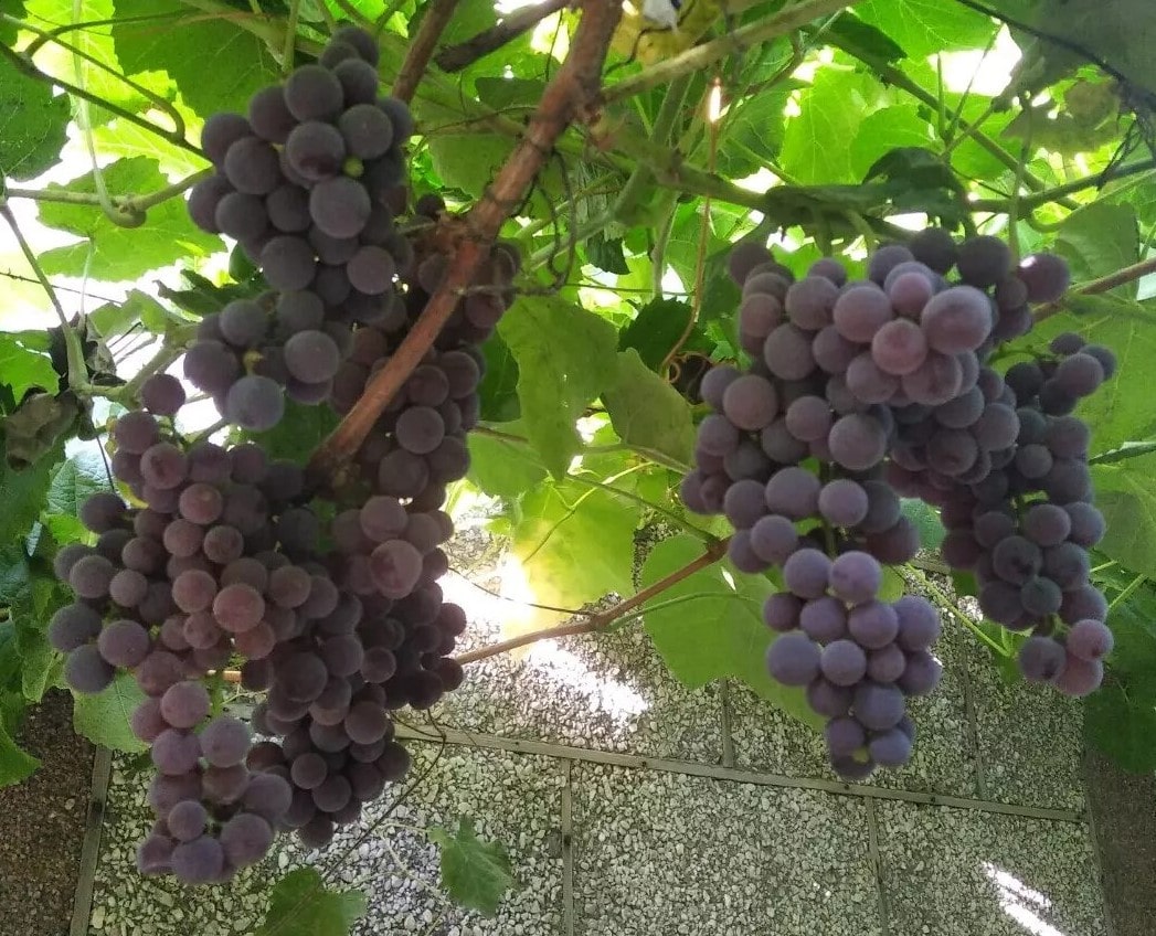 виноград Прима сидлис