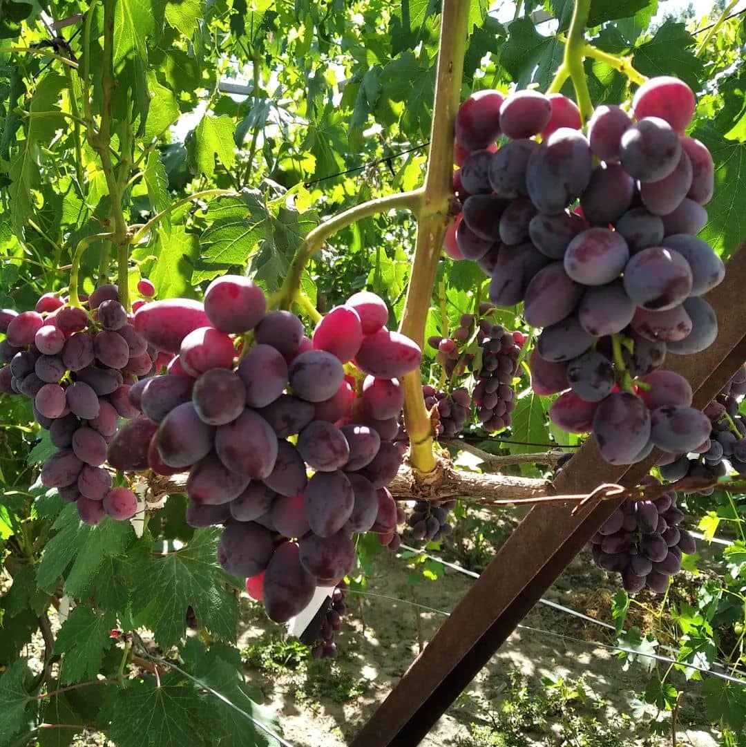 виноград Талдун