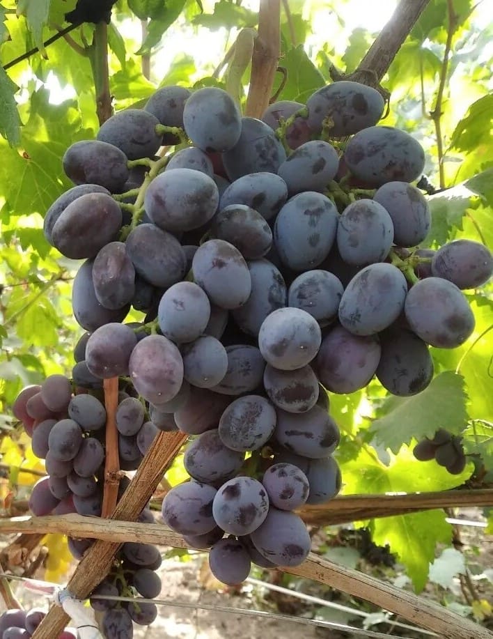 виноград Улыбка