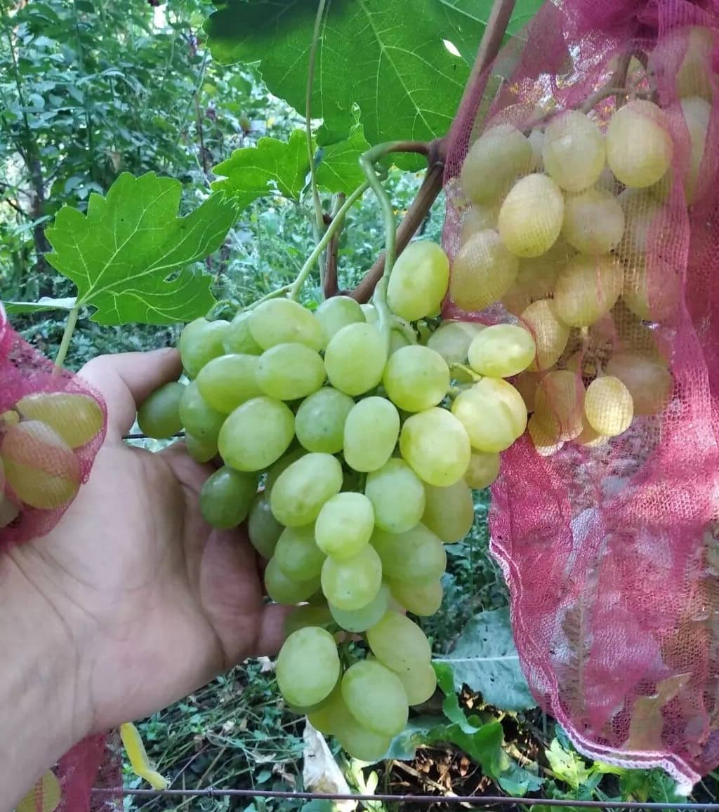 виноград Вива-Айка