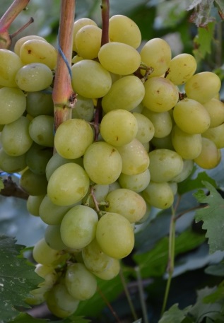 виноград Белоснежка