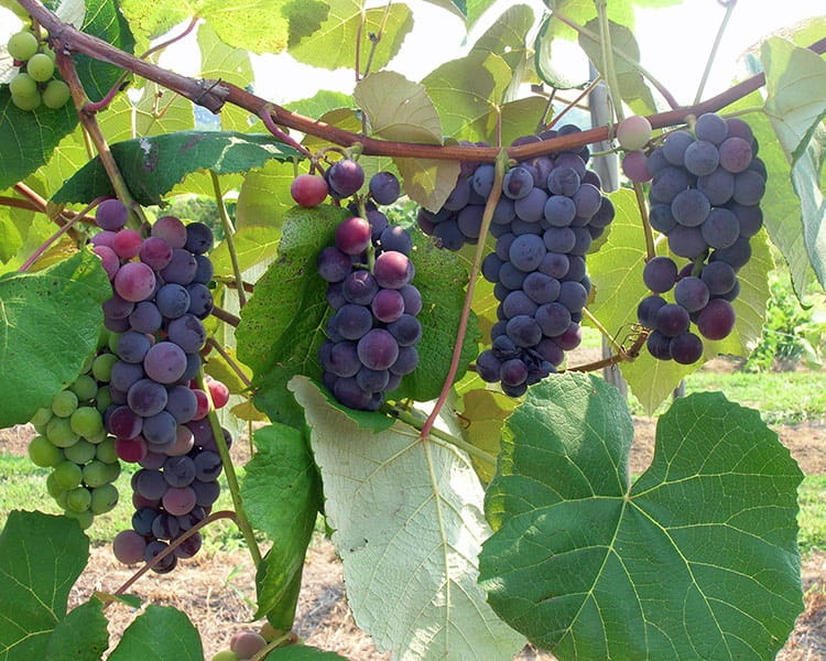 виноград Санбелт