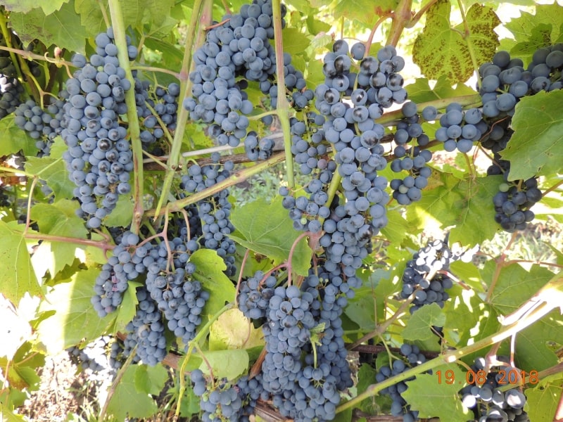 виноград Мукузани Воронежский