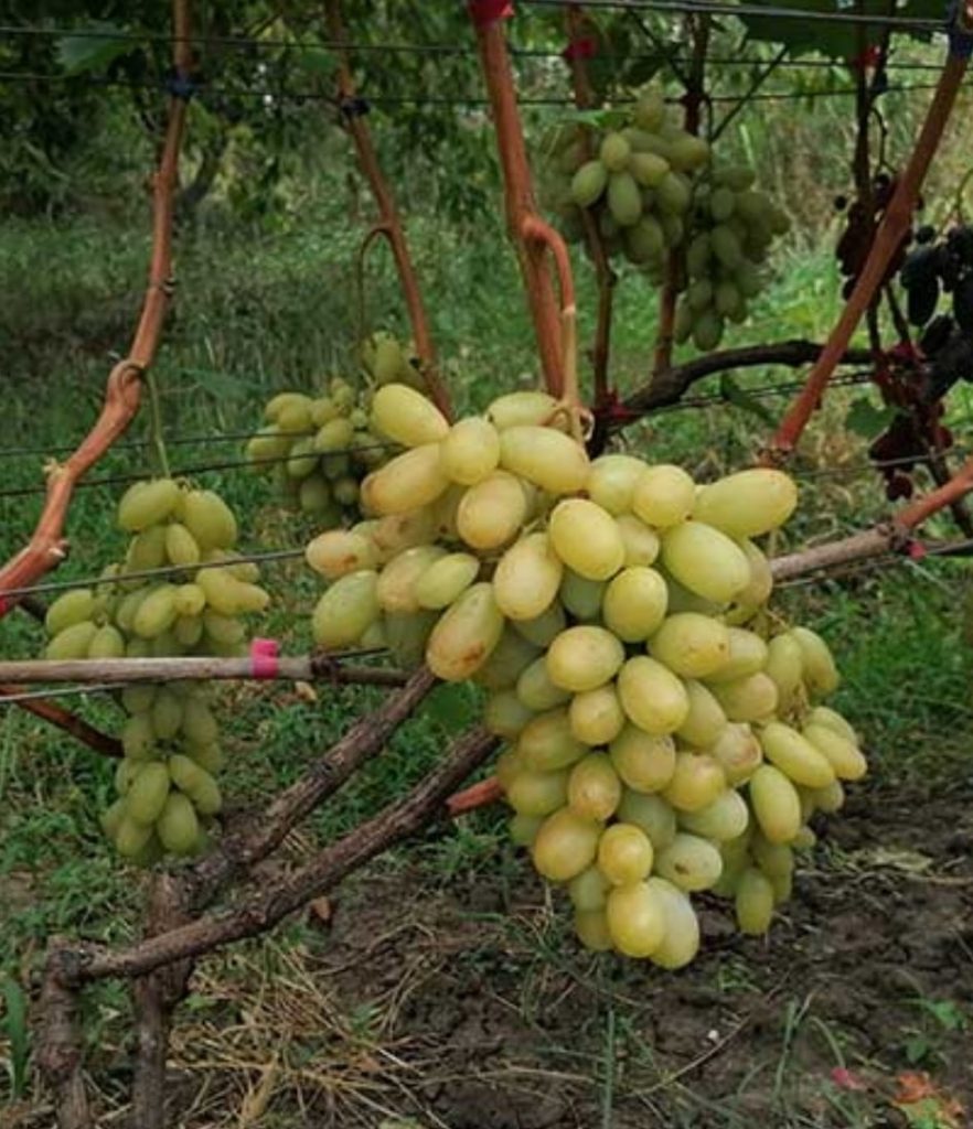 Ария (Калугин В.М.)