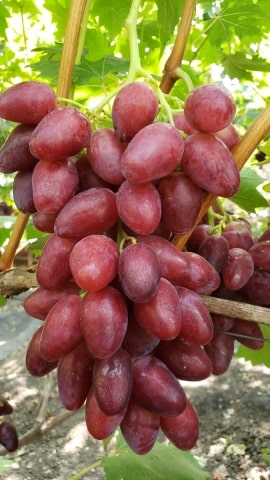 виноград Казанова