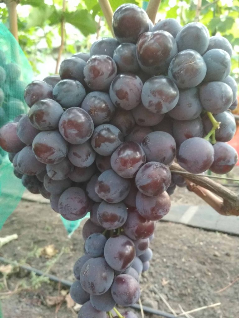 виноград Раджа