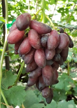 виноград Перцовый красный