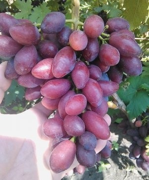виноград Шериф