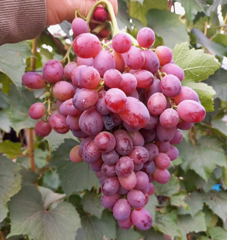 кишмиш Щелкунчик